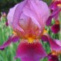 Iris tectorum Red Rose Red White Colorful Flowers 20 PCS Seeds