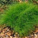 Isolepis Cernua 10 PCS Seeds