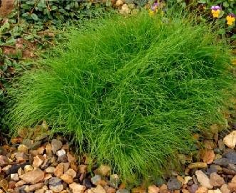 Isolepis Cernua 10 PCS Seeds