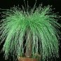 Isolepis Cernua 10 PCS Seeds