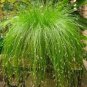 Isolepis Cernua 10 PCS Seeds