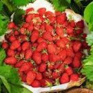Italian Alpine Strawberry, bonsai white red pink flowers 100 PCS Seeds Italian Alpine Strawberry, bonsai white red pink flowers 100 PCS Seeds