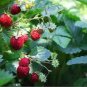 Italian Alpine Strawberry, bonsai white red pink flowers 100 PCS Seeds