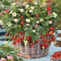 Italian Alpine Strawberry, bonsai white red pink flowers 100 PCS Seeds