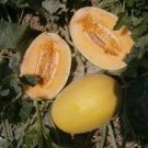 Italian Ananas Hami Melon Fruits 20 PCS Seeds
