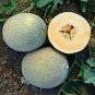 Italian Ananas Hami Melon Fruits 20 PCS Seeds