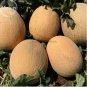 Italian Ananas Hami Melon Fruits 20 PCS Seeds