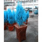 Italian Blue Cypress Tree Indoor Outdoor Desk Ornamental Plants 50 PCS Seeds Italian Blue Cypress Tree Indoor Outdoor Desk Ornamental Plants 50 PCS Seeds