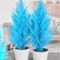Italian Blue Cypress Tree Indoor Outdoor Desk Ornamental Plants 50 PCS Seeds