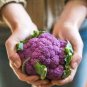 Italian Black Cauliflower Di Sicilia Violetto Vegetables 100 PCS Seeds