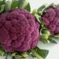 Italian Black Cauliflower Di Sicilia Violetto Vegetables 100 PCS Seeds