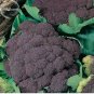 Italian Black Cauliflower Di Sicilia Violetto Vegetables 100 PCS Seeds