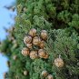 Italian Cypress Tree Seeds Cupressus Sempervirens Home Garden Bonsai Planting 50 PCS Seeds
