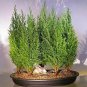 Italian Cypress Tree Seeds Cupressus Sempervirens Home Garden Bonsai Planting 50 PCS Seeds