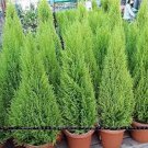 Italian Cypress Trees Seeds Platycladus Orientalis 100 PCS Seeds