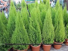Italian Cypress Trees Seeds Platycladus Orientalis 100 PCS Seeds