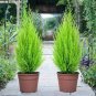 Italian Cypress Trees Seeds Platycladus Orientalis 100 PCS Seeds