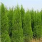 Italian Cypress Trees Seeds Platycladus Orientalis 100 PCS Seeds