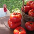Italian Giant Tomato Tree 100 PCS Seeds Italian Giant Tomato Tree 100 PCS Seeds