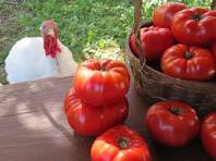 Italian Giant Tomato Tree 100 PCS Seeds