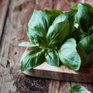 Italian Large Leaf Basil 20 PCS Seeds Italian Large Leaf Basil 20 PCS Seeds