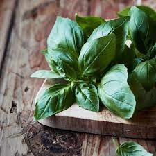 Italian Large Leaf Basil 20 PCS Seeds