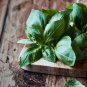 Italian Large Leaf Basil 20 PCS Seeds