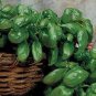 Italian Large Leaf Basil 20 PCS Seeds