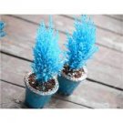 Italian Rare Dark Blue Cypress Tree 50 PCS Seeds Italian Rare Dark Blue Cypress Tree 50 PCS Seeds