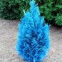Italian Rare Dark Blue Cypress Tree 50 PCS Seeds