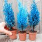 Italian Rare Dark Blue Cypress Tree 50 PCS Seeds