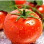 Italian Tree Tomato 'Trip L Crop' 200 PCS Seeds