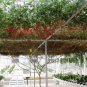 Italian Tree Tomato 'Trip L Crop' 200 PCS Seeds