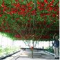 Italian Tree Tomato 'Trip L Crop' 200 PCS Seeds
