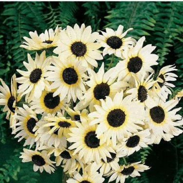 Italian White Sunflower 20 pcs seeds