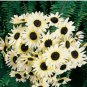 Italian White Sunflower 20 pcs seeds