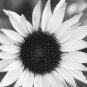Italian White Sunflower 20 pcs seeds