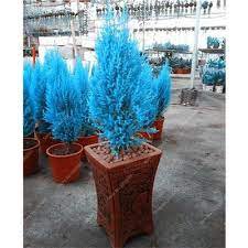 Italian Rare Dark Blue Cypress Tree Bonsai 50 PCS Seeds