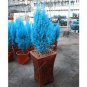 Italian Rare Dark Blue Cypress Tree Bonsai 50 PCS Seeds