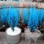 Italian Rare Dark Blue Cypress Tree Bonsai 50 PCS Seeds