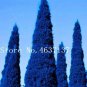 Italian Rare Dark Blue Cypress Tree Bonsai 50 PCS Seeds