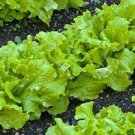 Italy Lettuce Organic Green Vegetable 80 PCS Seeds