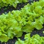 Italy Lettuce Organic Green Vegetable 80 PCS Seeds