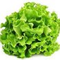 Italy Lettuce Organic Green Vegetable 80 PCS Seeds