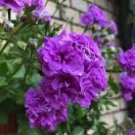 Ivy Geranium Vagabond 10 PCS Seeds