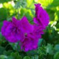 Ivy Geranium Vagabond 10 PCS Seeds