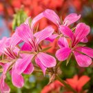 Ivy Leaf Geranium Mixed Pink & Red Flower 100 PCS Seeds Ivy Leaf Geranium Mixed Pink & Red Flower 100 PCS Seeds