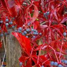 Ivy Parthenocissus quinquefolia Virginia Creeper Bonsai Potted 50 PCS Seeds Ivy Parthenocissus quinquefolia Virginia Creeper Bonsai Potted 50 PCS Seeds