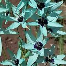 Ixia Viridiflora 1 PCS Seeds