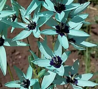 Ixia Viridiflora 1 PCS Seeds